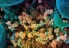 NIH halts clinical trial of hydroxychloroquine hydroxychloroquine