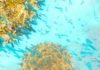 Sanofi invests in vaccine research and production