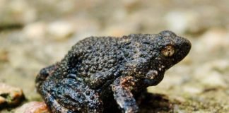 Amphibian foam used for drug delivery for first time – Queen’s University A túngara frog, Photo Paul Hoskisson