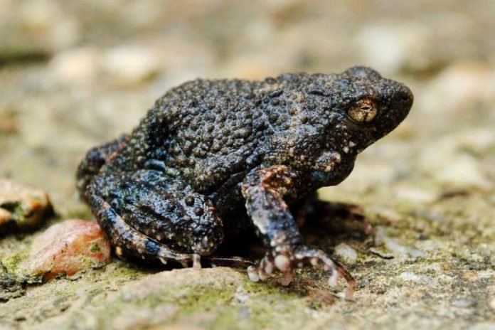 A tungara frog - Paul Hoskisson A túngara frog, Photo Paul Hoskisson