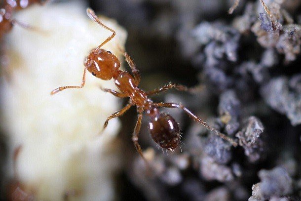 �Image 1 Red Imported Fire Ant Invasive species