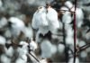 Telangana boosts cotton cultivation Cotton plants