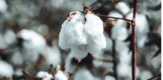 Telangana boosts cotton cultivation Cotton plants