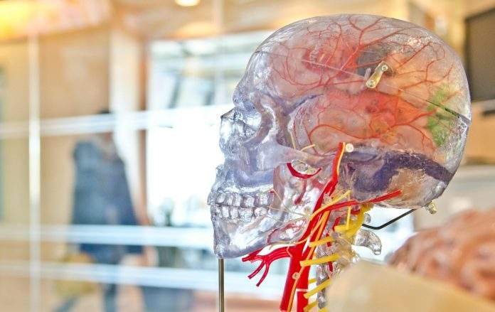 jesse-orrico-rmWtVQN5RzU-unsplash (1) Brain Stroke