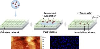 ‘Invisible’ cellulose coating that can inactivate Covid virus cellulose