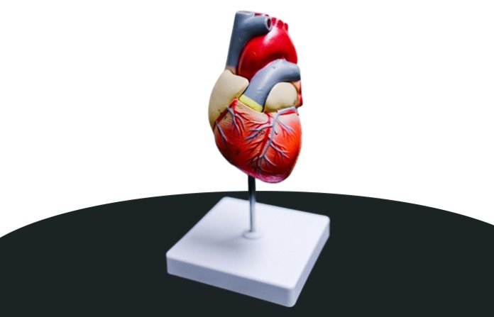aorta