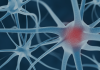 PharmNovo’s preclinical results on opioid receptor PharmNovo
