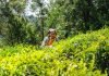 IIT Guwahati researchers develop technology to tea factory waste to pharma products IIT