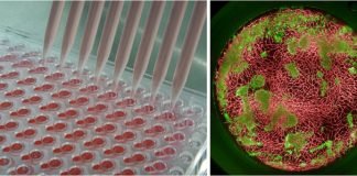 Toppan Holdings research on cell culture technology Toppan