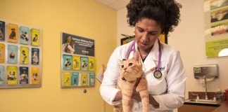 MaxPetZ performs high-pressure balloon valvuloplasty MaxPetZ