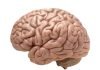 Study reveals role of vision in sculpting brain development organ