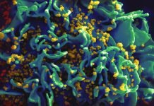 WHO move to understand origins of new or re-emerging pathogens The WHO Global framework has been designed as a resource for scientists, researchers, public health authorities, and investigators in Member States.