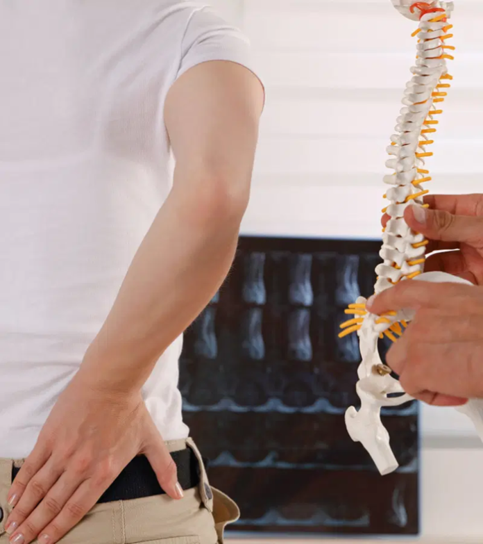 Spine