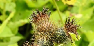 How Himalayan herbs are revolutionizing cancer treatment research Cancer