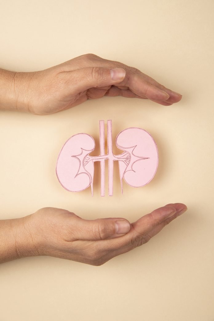 Human kidney and hands kidney