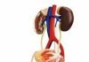 Insights on Holmium Laser Prostate Surgery Prostate