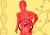 New drug blocks liver damage liver