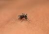 Dengue on the rise in India: A wake-up call Dengue