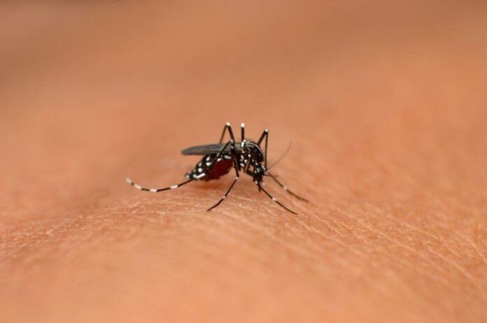 Dengue Dengue
