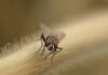 India’s malaria-free dream faces ground realities Malaria