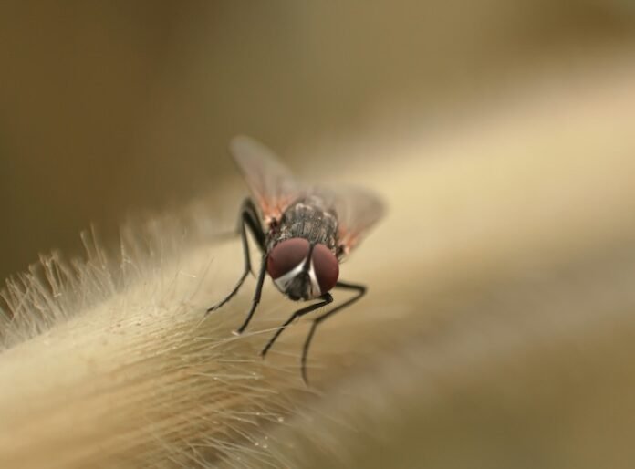 Malaria Malaria