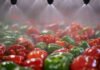 Innovation and tech for scaling the vibrant Indian food industry food