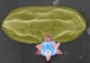 Nobel Prize-awarded material that puncture and kill bacteria bacteria