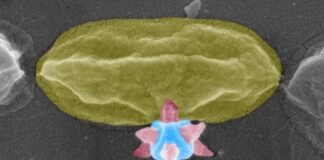 Nobel Prize-awarded material that puncture and kill bacteria bacteria
