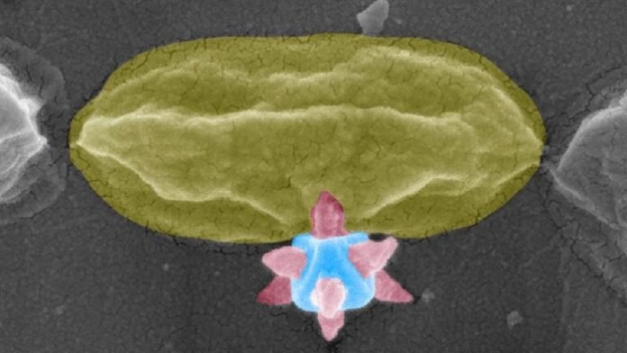 bacteria bacteria