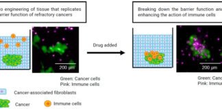New research paper on next-generation cancer treatments Toppan