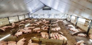 Hidden costs of piggery operations in India Piggery