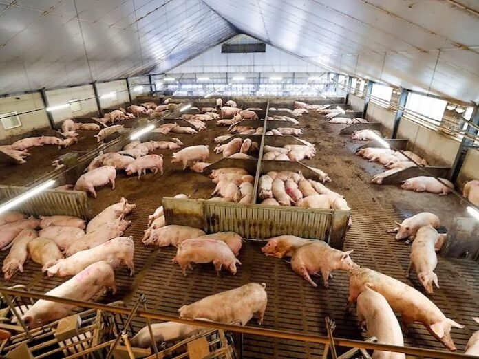 Piggery