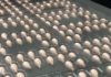 Aylward’s custom packaging automation for complex solid-dose applications Aylward