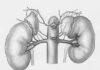 Dimerix’s DMX-652 acquisition to bolster kidney disease therapy development Dimerix