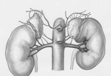 Dimerix’s DMX-652 acquisition to bolster kidney disease therapy development Dimerix