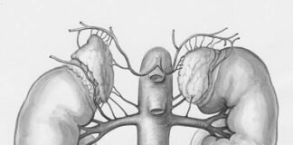 Dimerix’s DMX-652 acquisition to bolster kidney disease therapy development Dimerix
