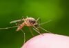 Fortis and Takeda’s dengue-free mission Fortis
