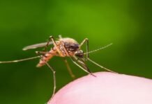 Fortis and Takeda’s dengue-free mission Fortis